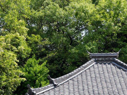 お寺の屋根.jpg