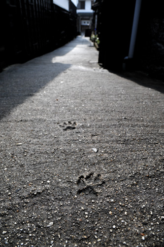 マンリン小路の猫の足跡.jpg
