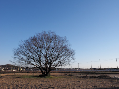 冬の木.jpg