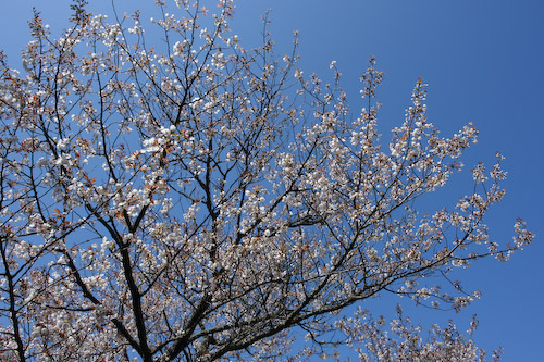 密蔵院の桜.jpg