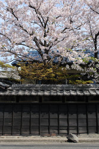 小倉町の桜.jpg