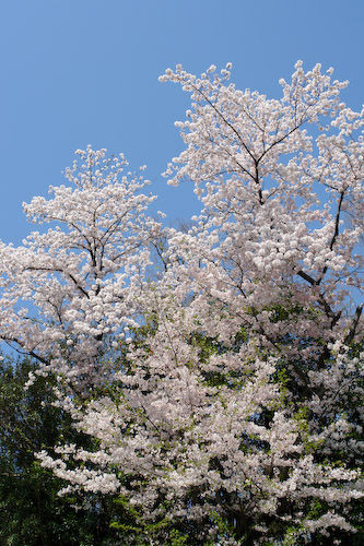 小学校の桜.jpg