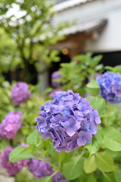 屋敷の紫陽花.jpg