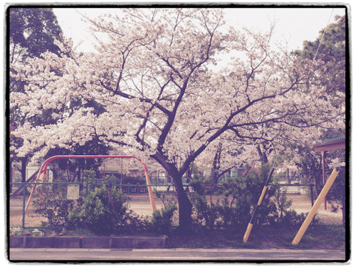 桜　また来年.jpg