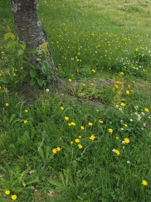 桜の下の黄色い花.jpg