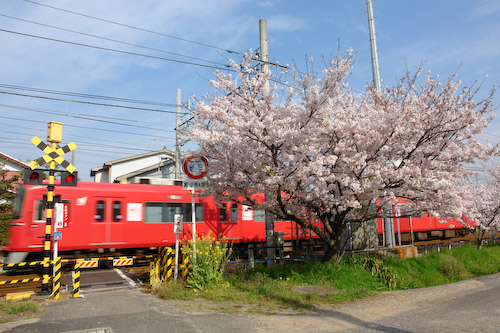 沿線の桜.jpg