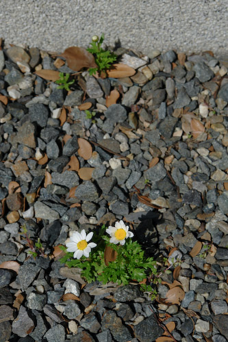 瑞境寺境内の花.jpg