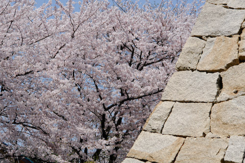 石垣と桜.jpg