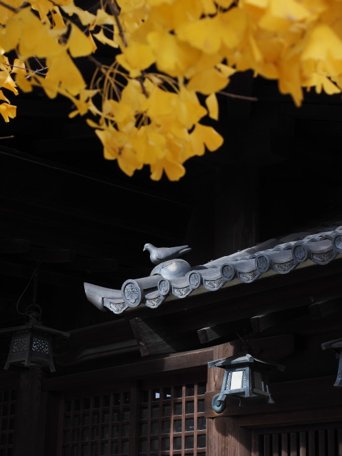 神社の鳩.jpg