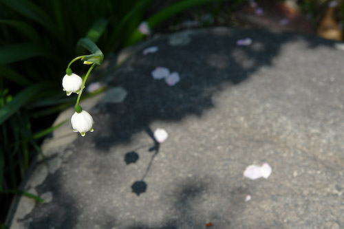 福生寺の花.jpg