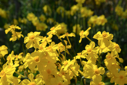 福生寺の黄色い花.jpg