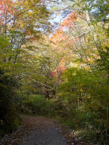 秋の段戸山裏谷原生林その２.jpg