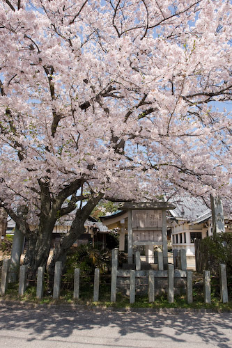 見事な桜.jpg