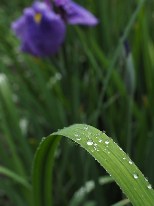 雨の菖蒲園.jpg