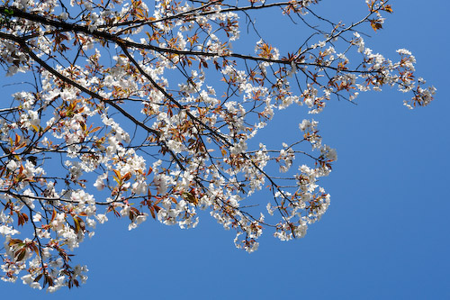 青空と桜.jpg